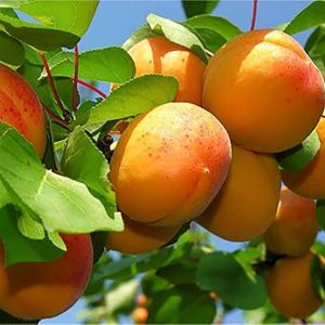 خرید نهال زردآلو نصیری از پادشاه نهال