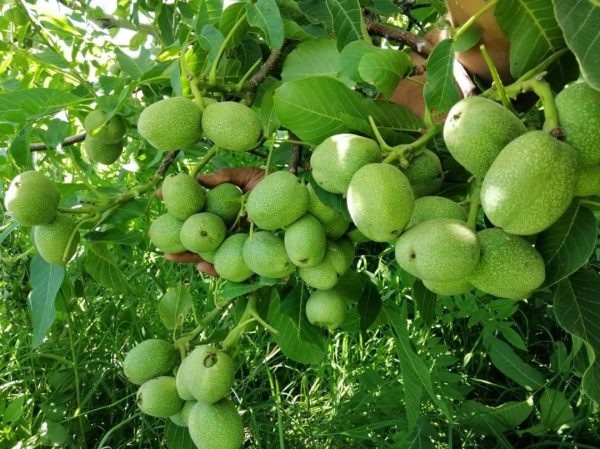 نهال گردو فرنور