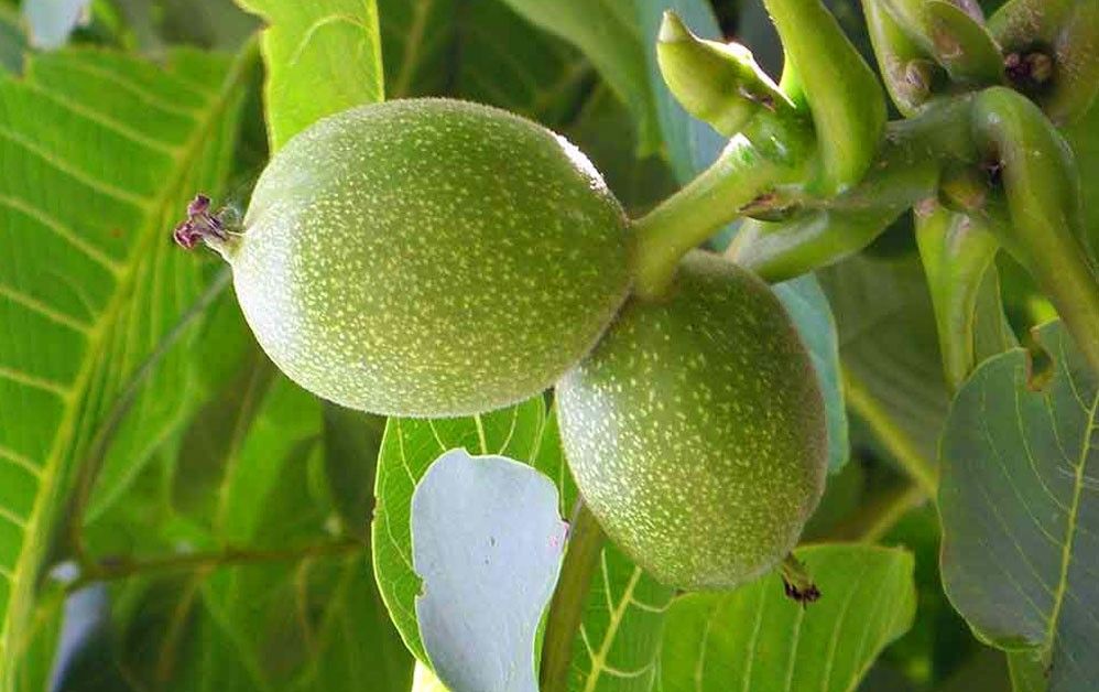 نهال گردو فرنور