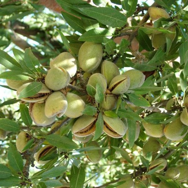 نهال بادام سوپرنوا