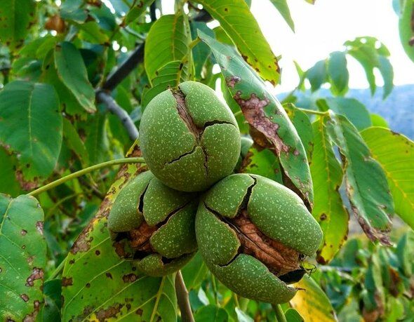 نهال گردو چندلر