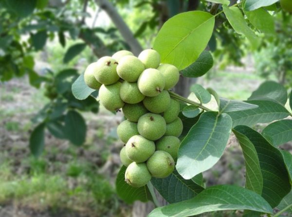 گردو خوشه ای