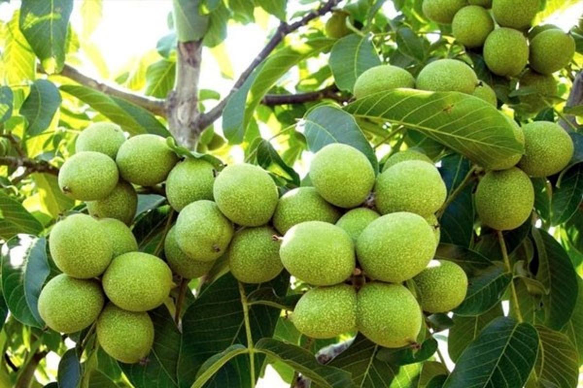 بهترین رقم گردو