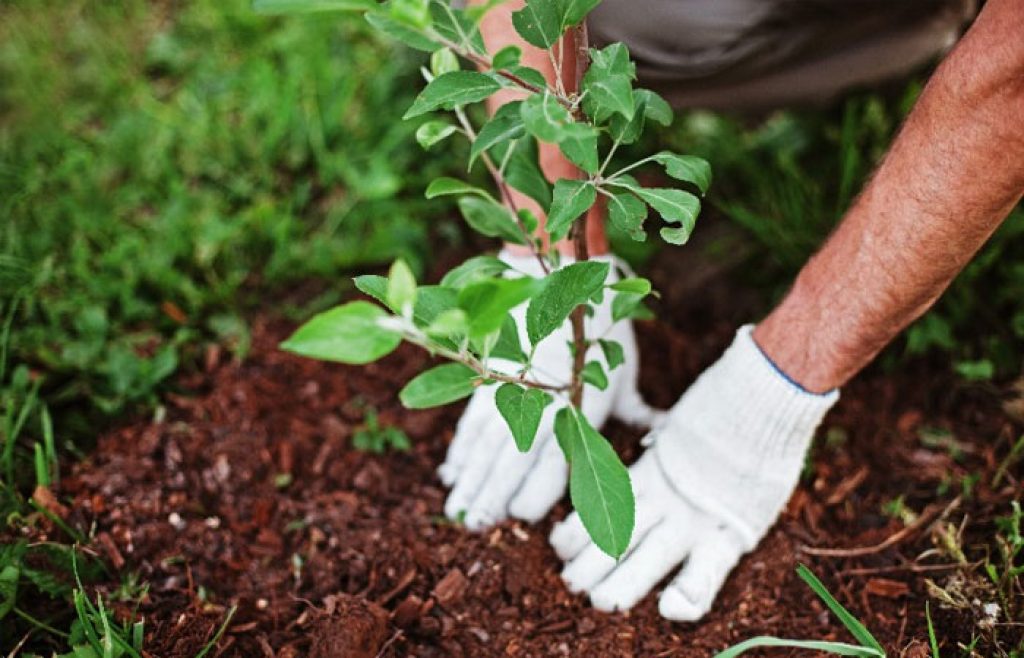 خاک مناسب برای کاشت نهال