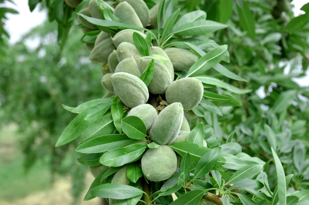 خرید نهال بادام آذر